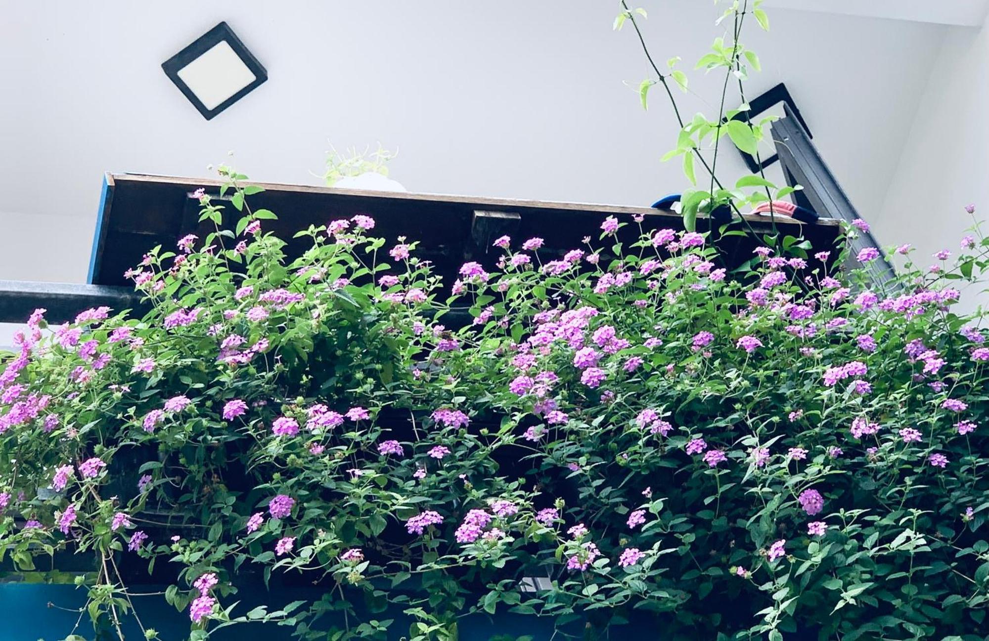 May'S House ホイアン エクステリア 写真